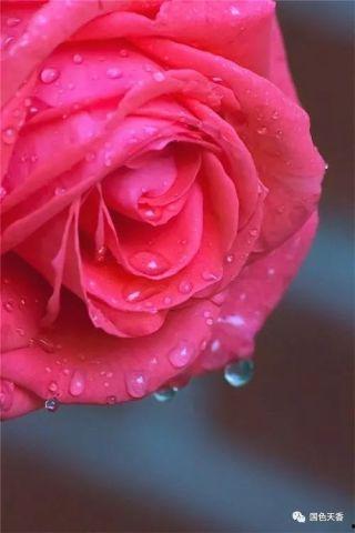 水晶玫瑰全新爆料视频在线观看,揭秘神秘力量与浪漫传说